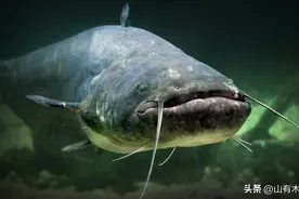 吃粪便、腐肉、重金属长大，塘鲺鲶鱼有多脏？到底能不能吃图片