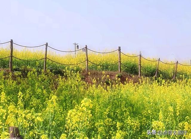 成都最美的古风油菜花田，坐在花田中免费看大飞机，公交车直达！