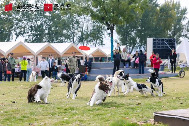 2026未央宫风筝文化节|把春天牵在手里,赴场春日之约
