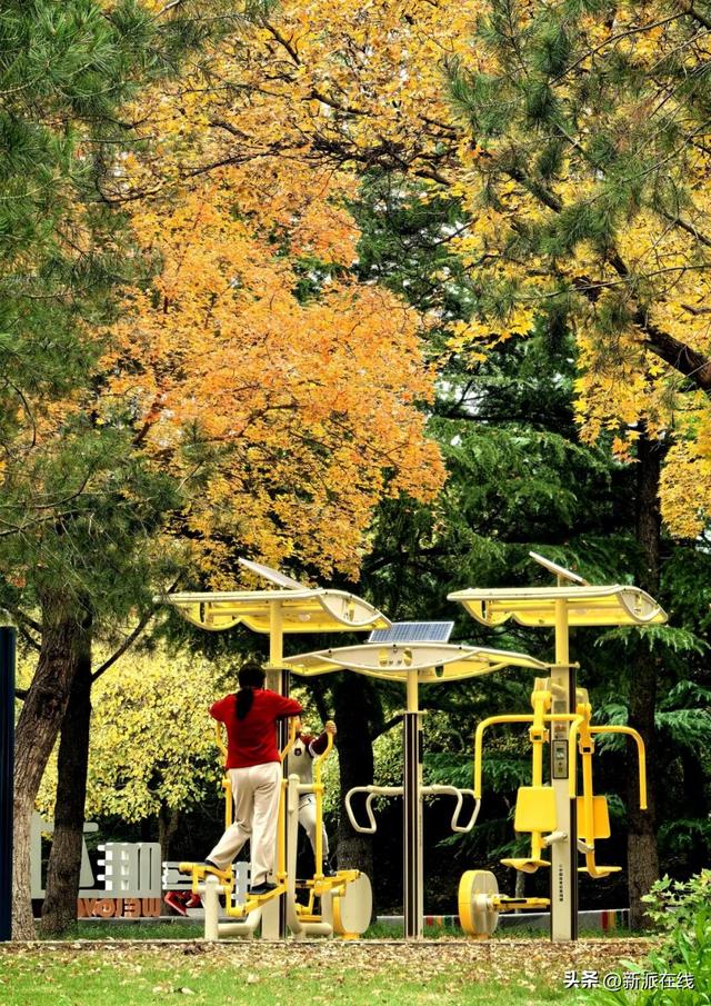 立冬已至，潍坊的秋意仍浓，这里的风景绝美