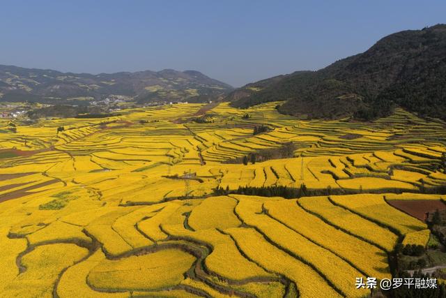 春节邂逅盛花期：罗平旅游人气旺，文旅市场“开门红”