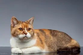 战力天花板狸花猫在国外街头飞踹德牧，老外懵了！图片