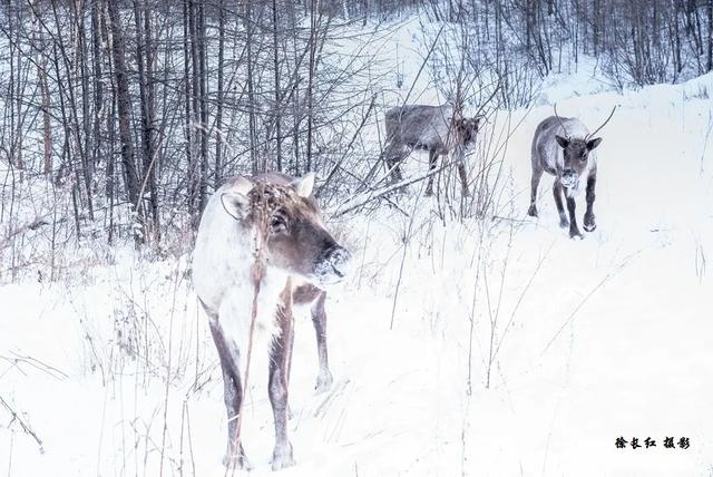 冬寻双极·打卡冷极根河&北极漠河、漫步大兴安岭、探访使鹿部落
