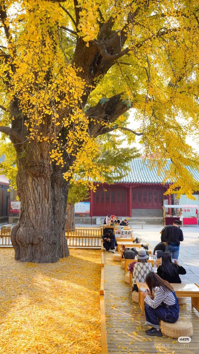 来临沂看日出！逛早市！一起「点靓」沂河的夜