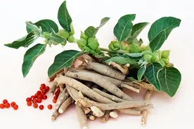 党参原产地是哪里？图片