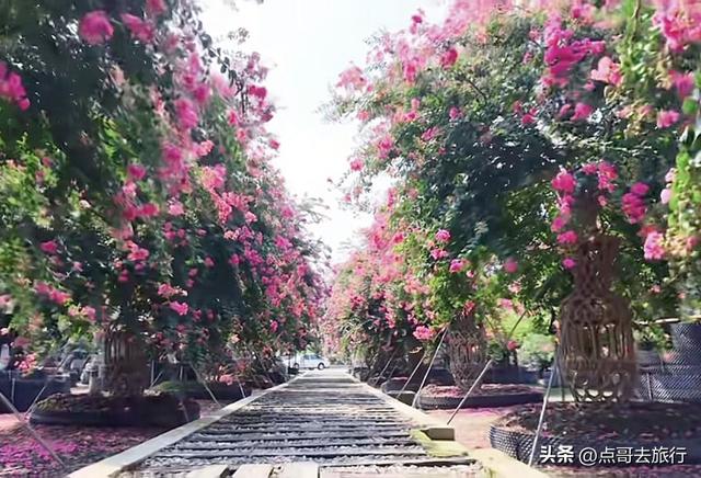 成都温江最美紫薇花大道，壮观色彩斑斓，不要门票，地铁公交直达
