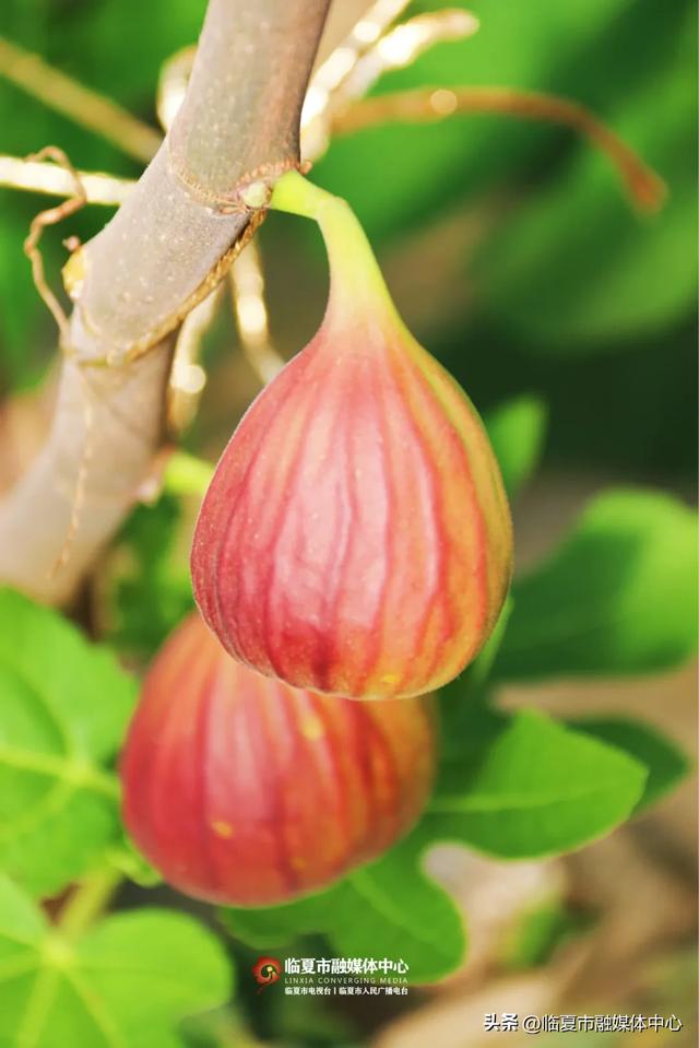 秋天的第一口甜,何必远方?临夏市大庄村的“养颜果”甜到心坎里~