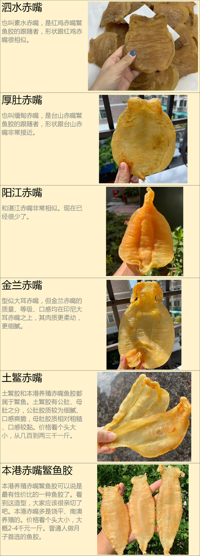 五大花胶排名 2026年五大花胶排名第一