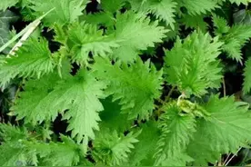 1种会“咬人”的植物，人称“蝎子草”，内行人极为珍惜，珍贵！图片