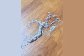 天天打扫，为什么家里还有那么多毛絮？学会这么做，家会很干净的图片