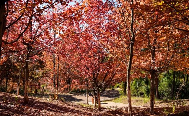 到滇池之上边，看周总理种植的树与秋日红枫林