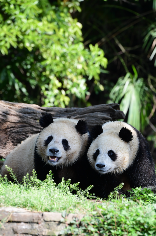 《疯狂动物城》苏州分“城”来啦！