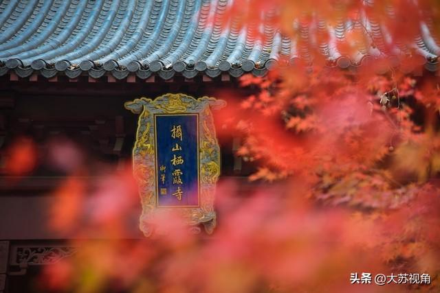 南京12月美到犯规！多个落羽杉打卡地+隐藏逛吃攻略，错过等一年