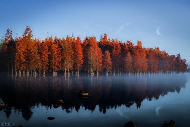 石象路银杏黄了！秋日南京必走的几条经典路线