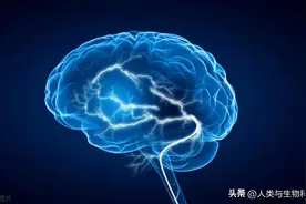 人大脑的结构与功能图片