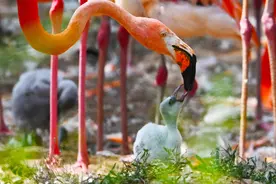 太原动物园火烈鸟“添丁”图片