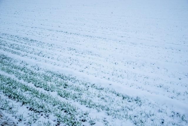 “不怕小雪阴一天，就怕小雪一天晴”，今日小雪，晴天有啥预兆？