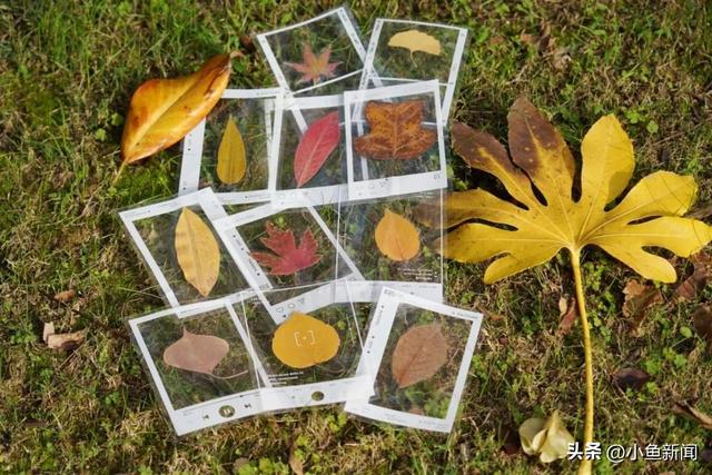 快来捡！苏州秋日“限量款”