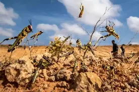 中国历史上蝗灾从什么时候被控制的？前243年7月29日秦国发生蝗灾图片