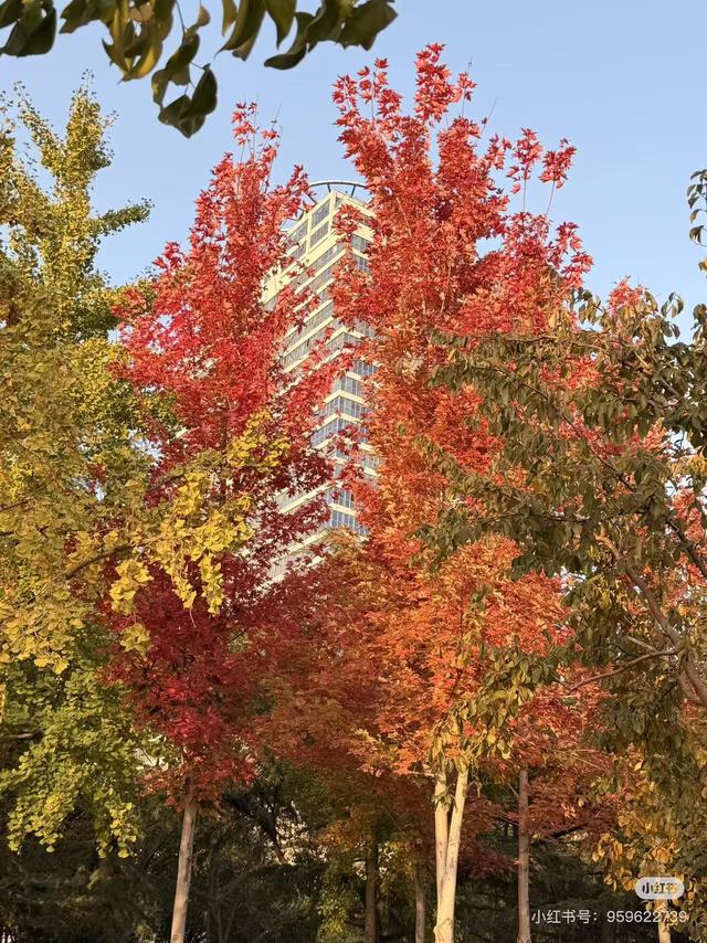 最适合拍银杏的地方！ 临沂十个0元打卡点，抓住今年最后的金色风暴！