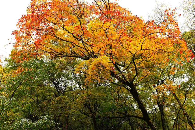 警告！深秋的徽县，千万别出门！因为……