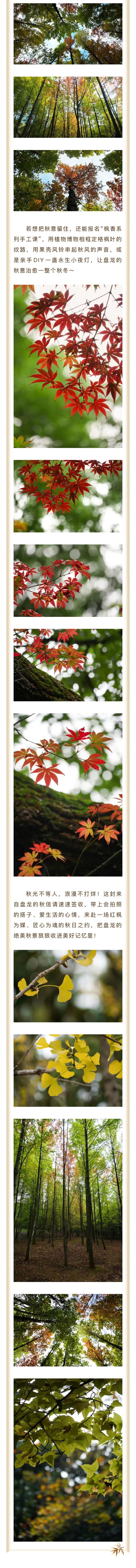 盘龙秋信炸场!秋日这场浪漫请接住