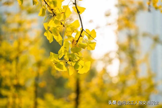 再不去就真没啦！石家庄8大绝美银杏打卡地推荐！