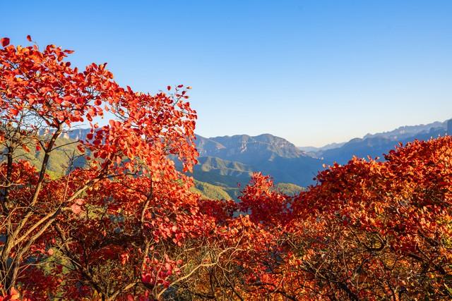 不藏了，河南5个禅意秋景点，帮你在市井中奔波的你寻回内心宁静
