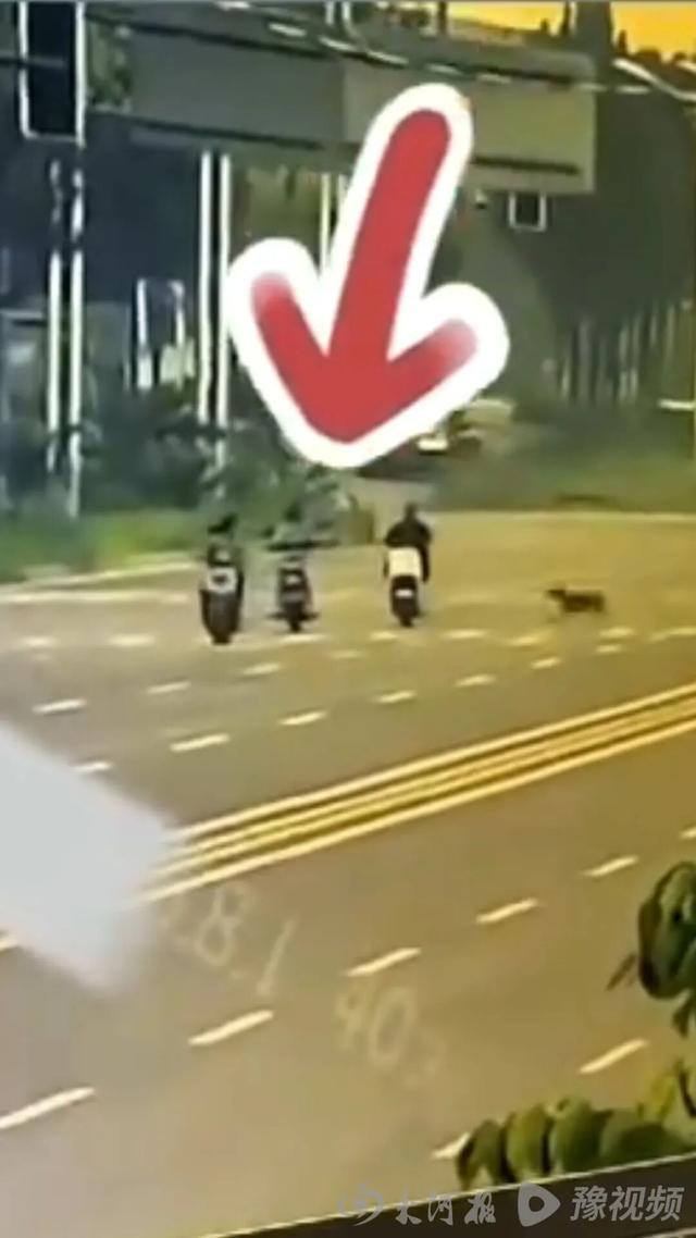 一犬撞两命，三孩失双亲，谁来买单？