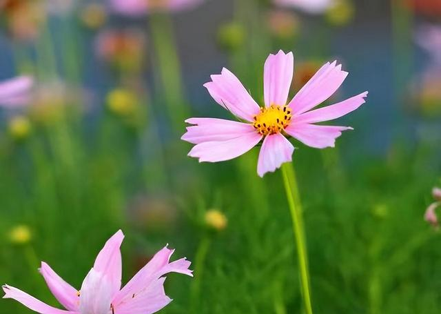 心理学：男女交往，为什么要远离“偏执型人格障碍”的人？