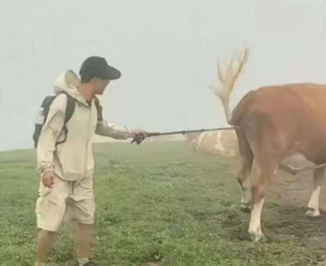 太活该！游客遭牛群踩踏后续，景区还原真相，评论区堪比小品现场