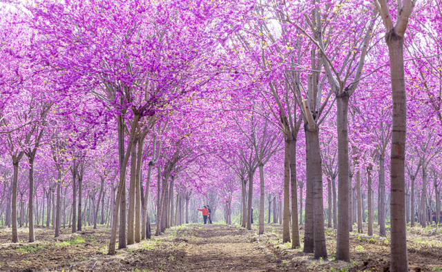 天晴了，接下来的许昌，是看不完的花海、吹不完的春风！