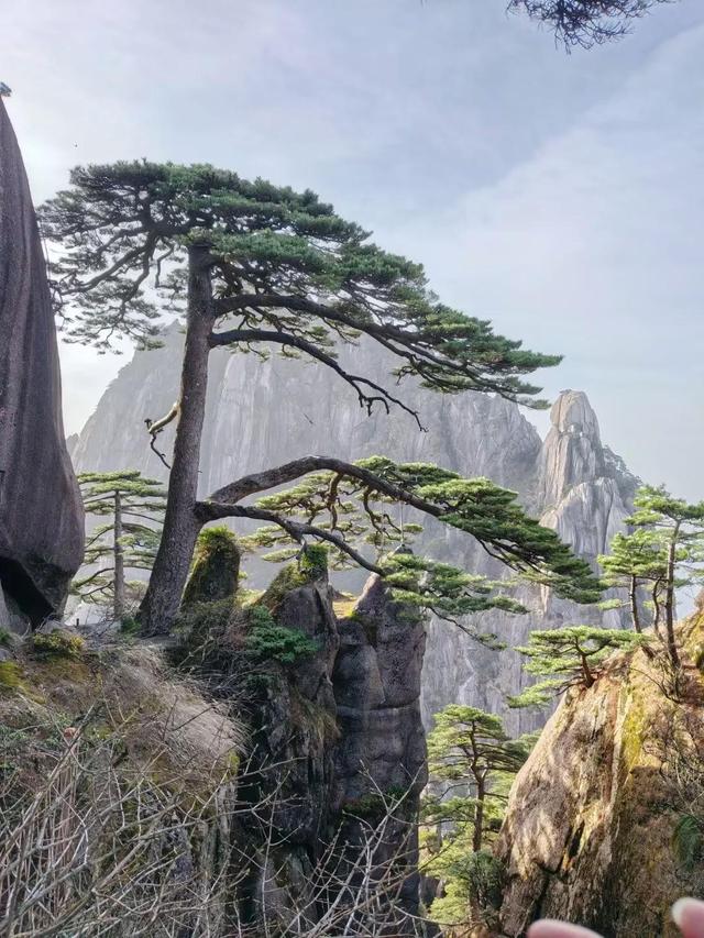 漫步黄山松掩山丛树杪，云隐仙踪徒步蹬道千阶