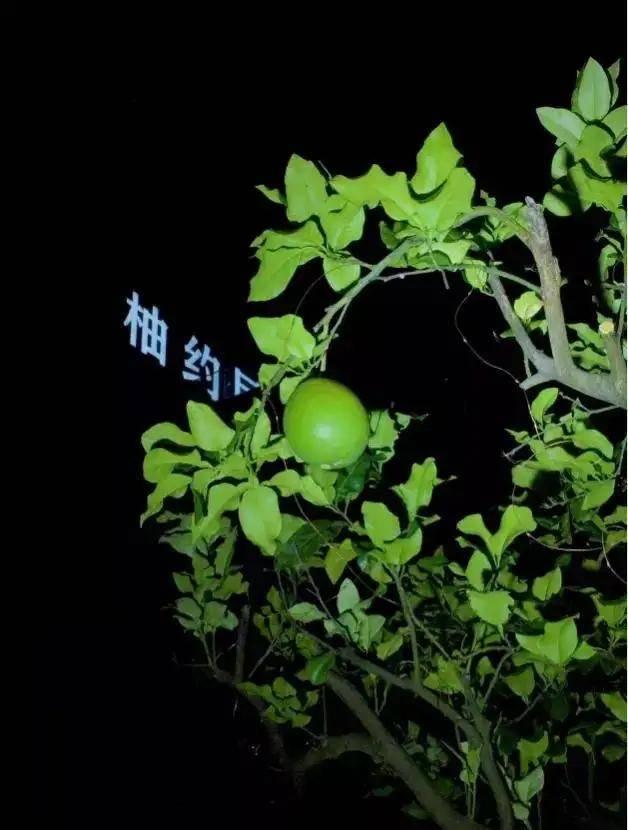 柚约带你“驻”进田园深处
