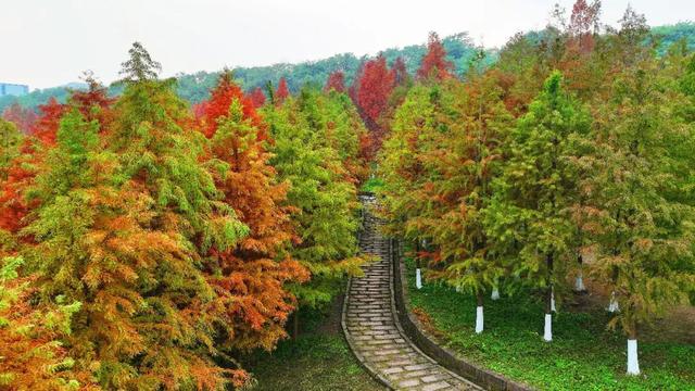人少景美超出片！重庆这片浪漫杉林进入最佳观赏期