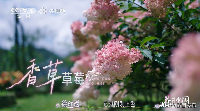 蒙自花开上央视！诚邀晒图，评论区专“宠”鲜花！