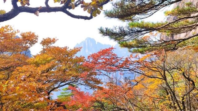 紧急播报：黄山秋色已达峰值，100%颜值在线，速来！| 皖美冬日 | 第十五届安徽国际文化旅游节