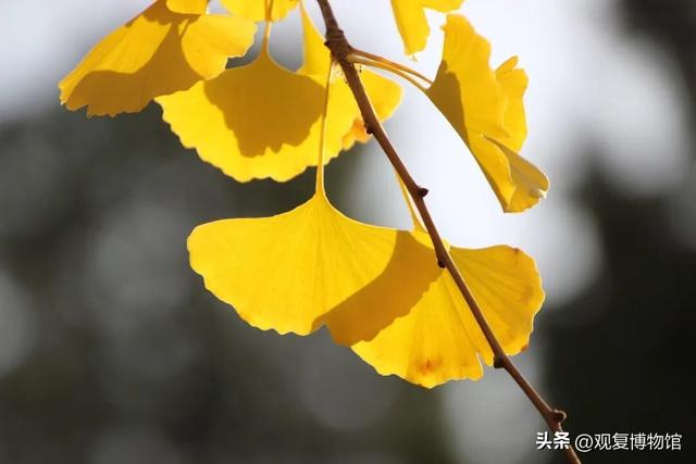 送我“鸭脚”，这朋友就能处