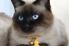 “通人性” 的四种猫，养一只，算你捡到宝！图片