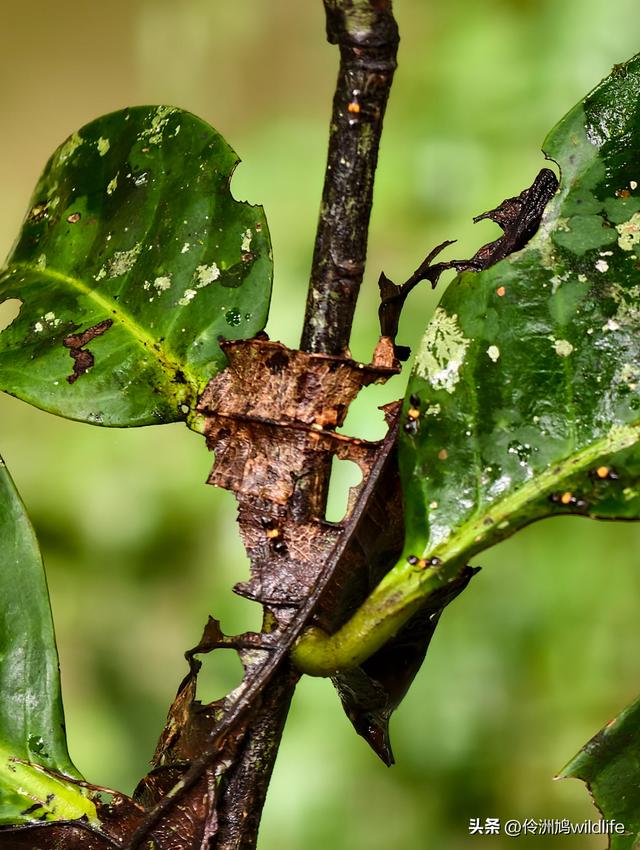马来西亚(31)砂拉越州⑤姆鲁山canopy树冠高空漫游
