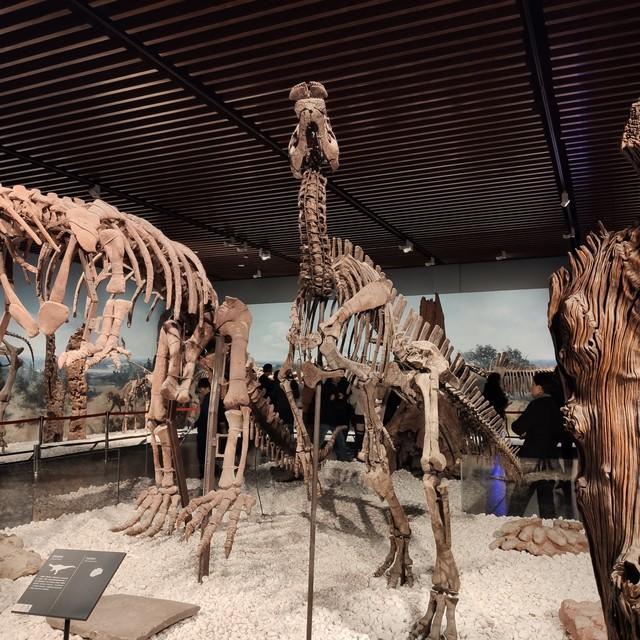 化石是怎样形成的？化石形成的必要因素是什么？