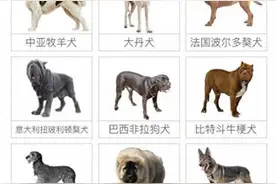 遇到以下十种烈犬，保持距离，报警保命。图片