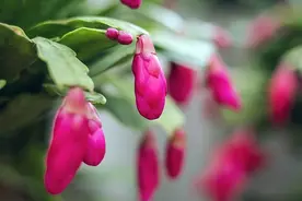 手把手教你仙人掌无痕嫁接蟹爪兰，简单几步90%的人一看就会图片