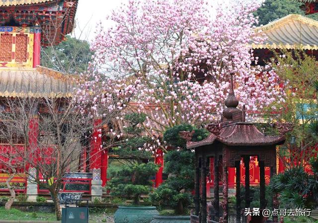 成都寺庙最美玉兰花开了，红墙青瓦，惊艳唯美，这3处不要门票！