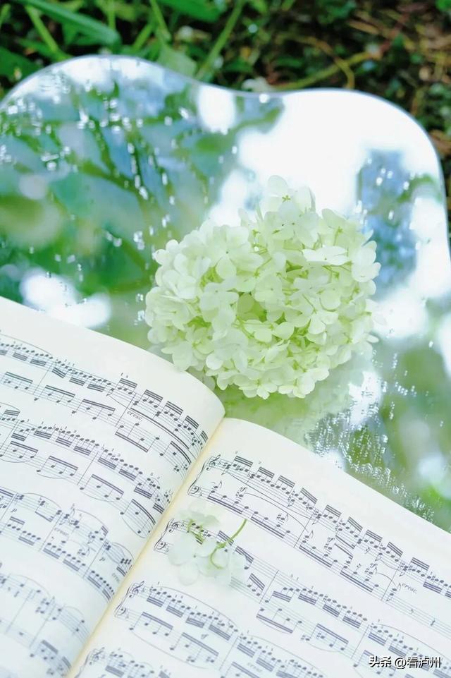 0 元拍大片！泸州纳溪木绣球已进入最佳观赏期