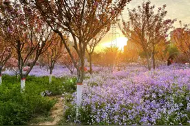 淇滨区樱花园 樱花季花海漫游好去处图片