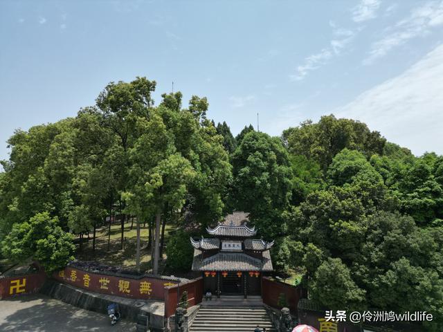成都徒步（64）·新津篇③观音寺