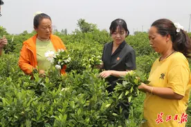 武汉市面上近半栀子花来自这里，一朵花带动一条“花香产业链”图片