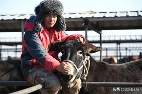 【沈“势”蹲点日记】从几近“退圈”到全国第一！探索法库叶茂台镇驴马交易市场的“成功密码”图片