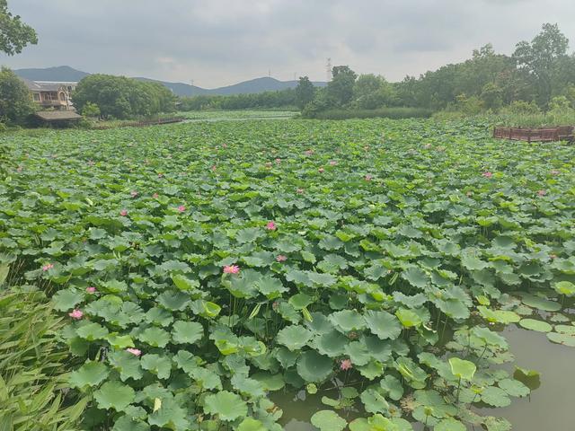 夏日漫步在杭州余杭区安溪古镇小记